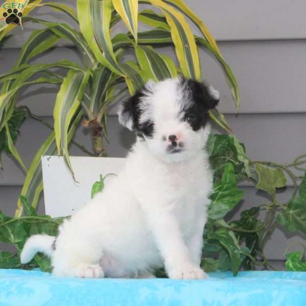 Polar Bear, Maltese Mix Puppy